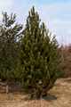 Pinus heldreichii Satelit IMG_9260 Sosna bośniacka